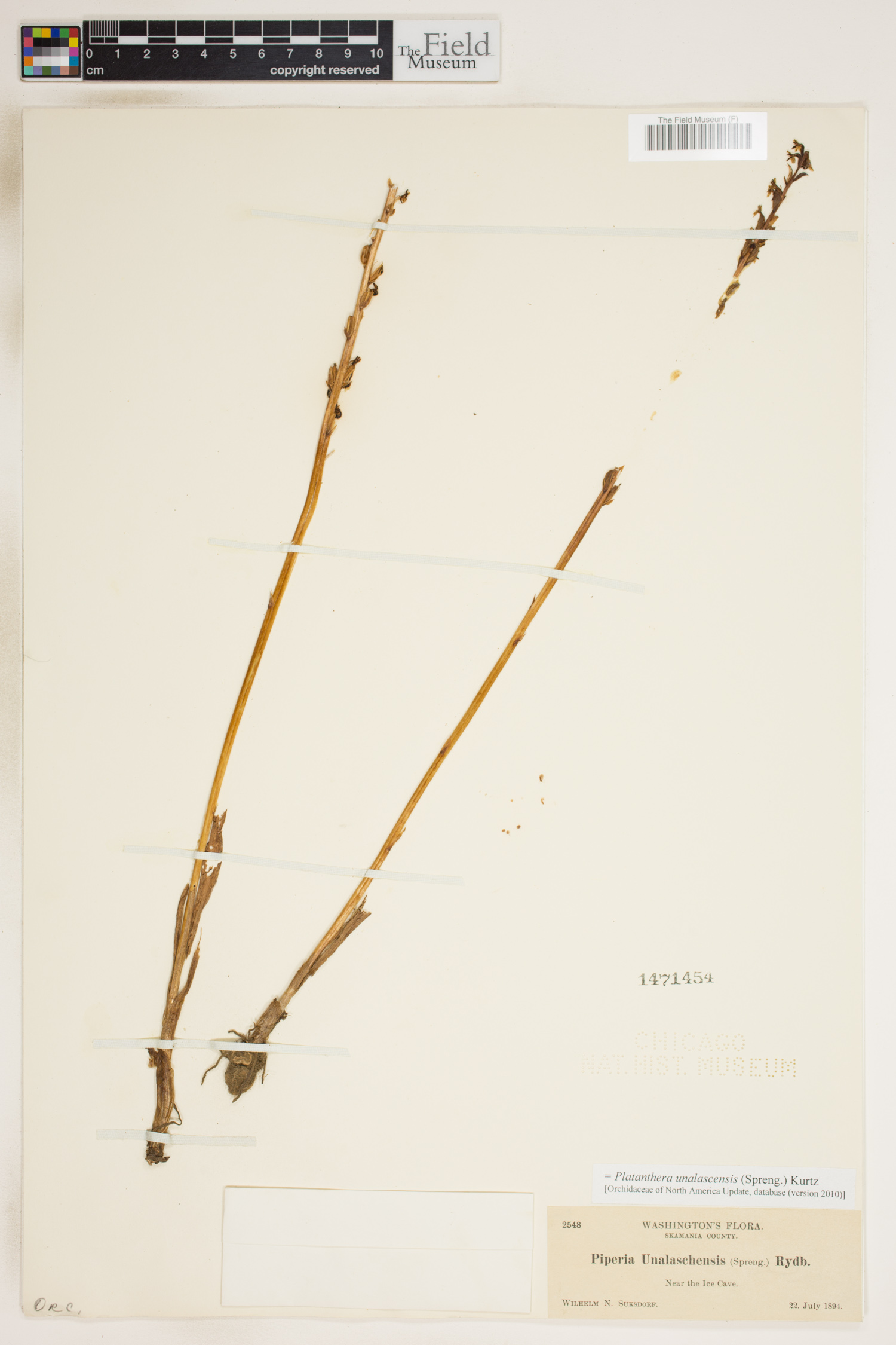 Piperia unalascensis image