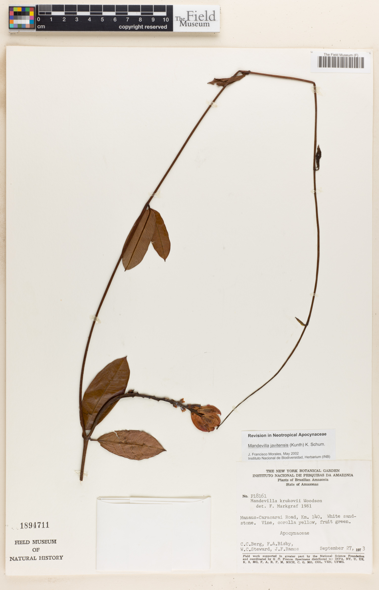 Mandevilla javitensis image