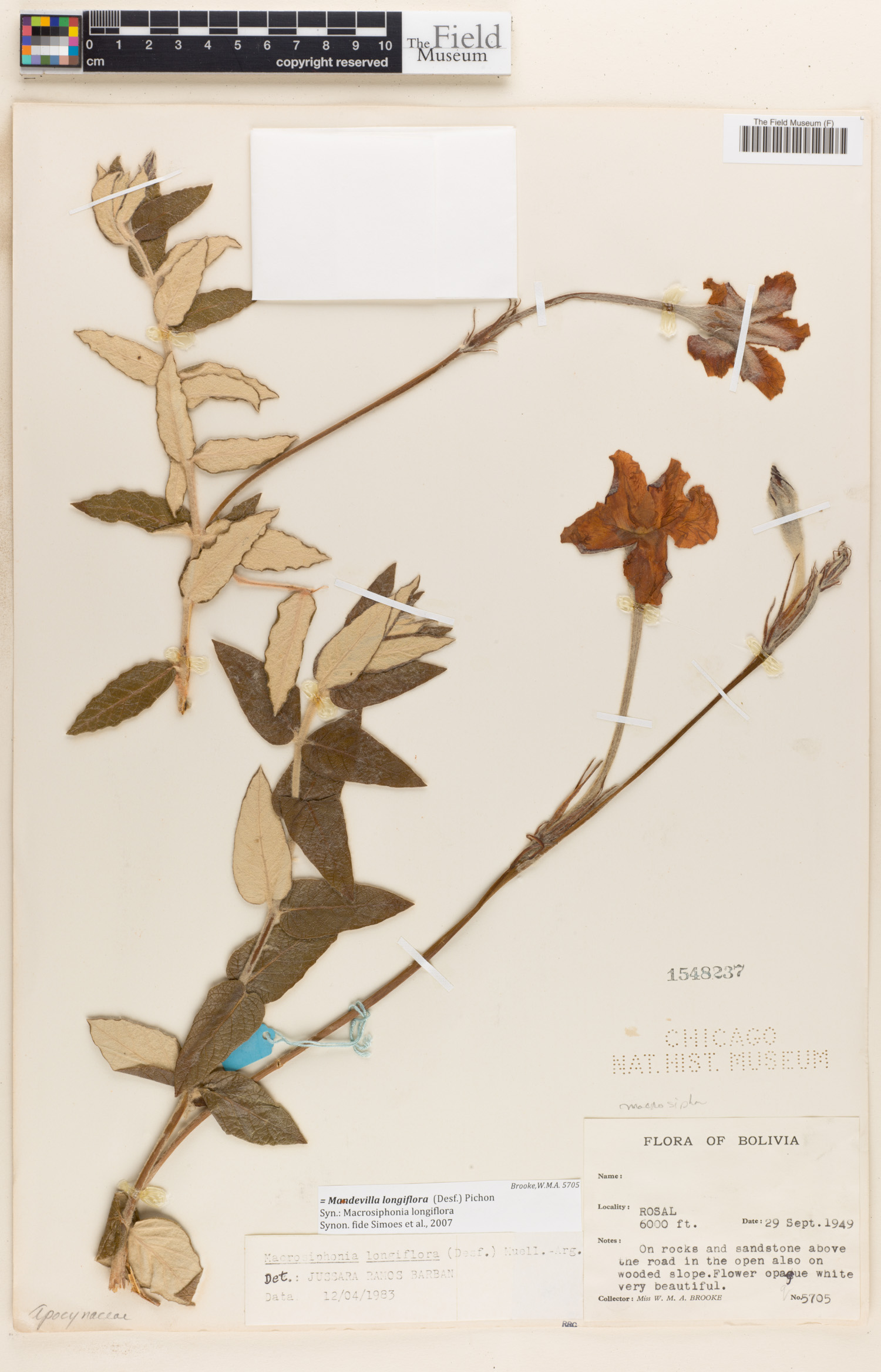 Mandevilla longiflora image