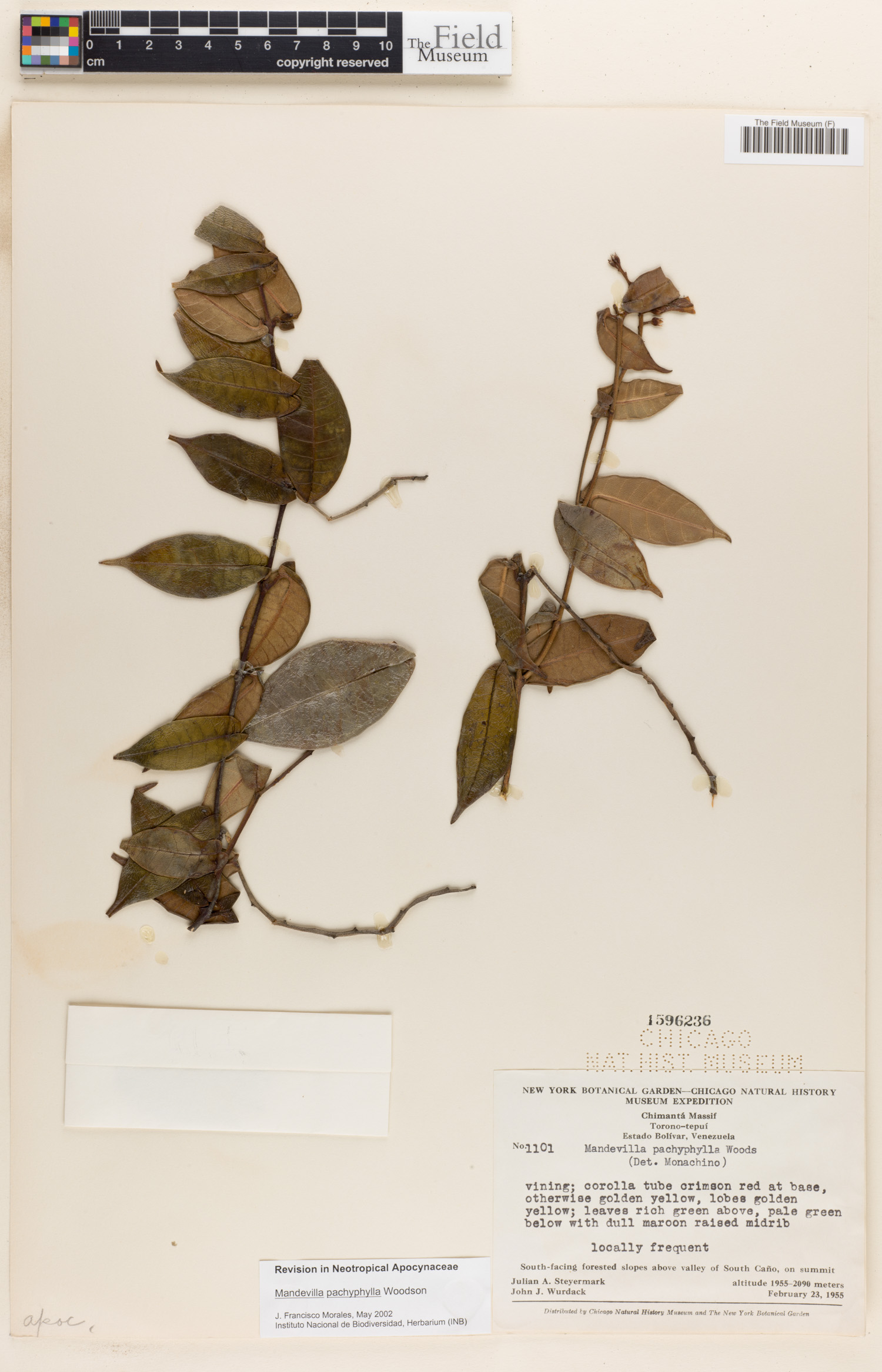 Mandevilla pachyphylla image