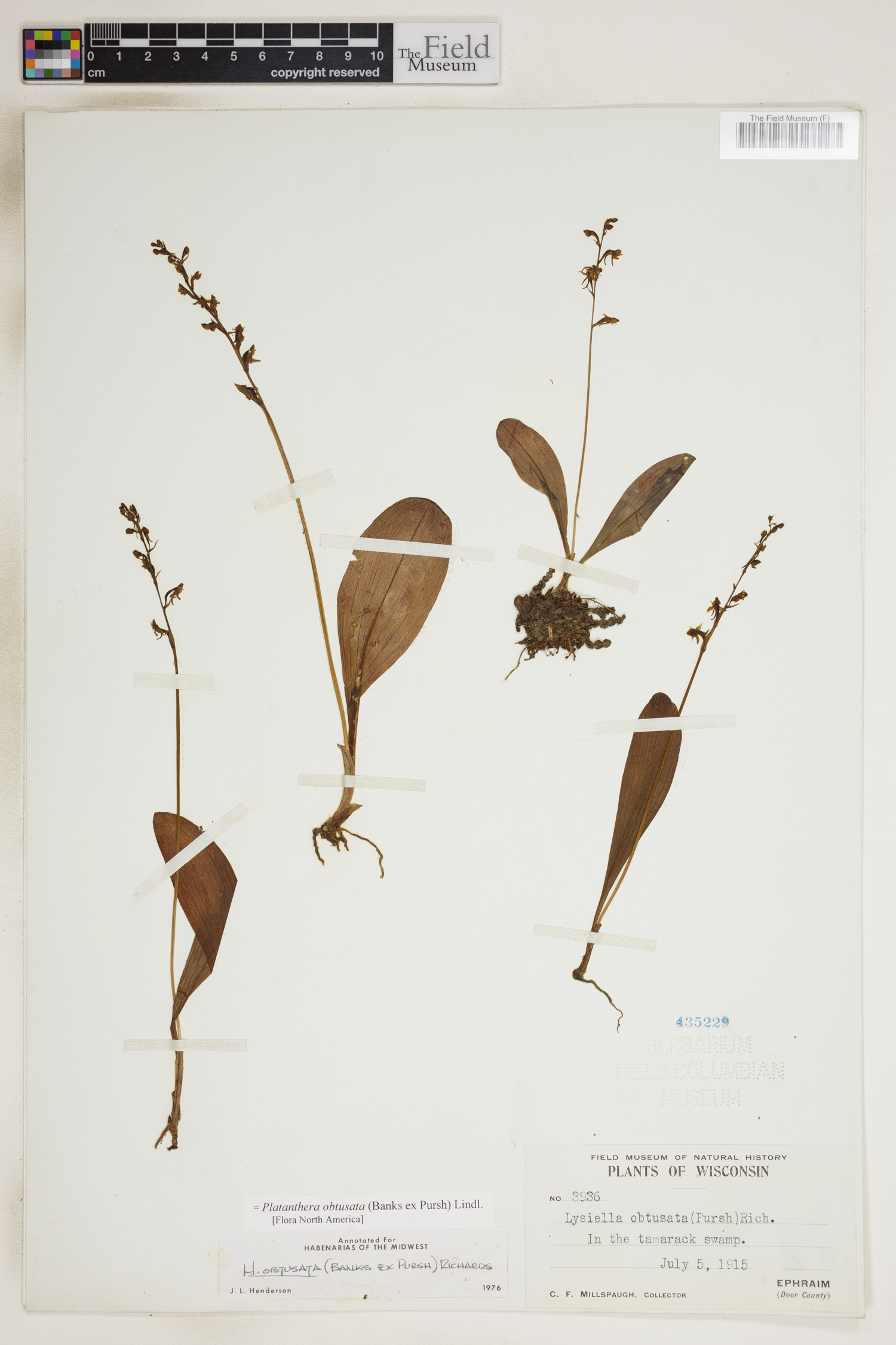 Platanthera obtusata image