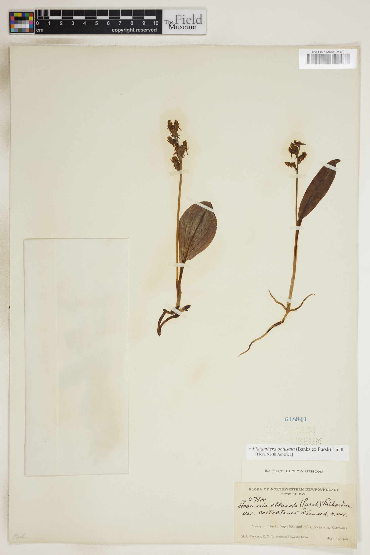 Platanthera obtusata image