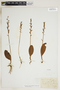 Platanthera obtusata image