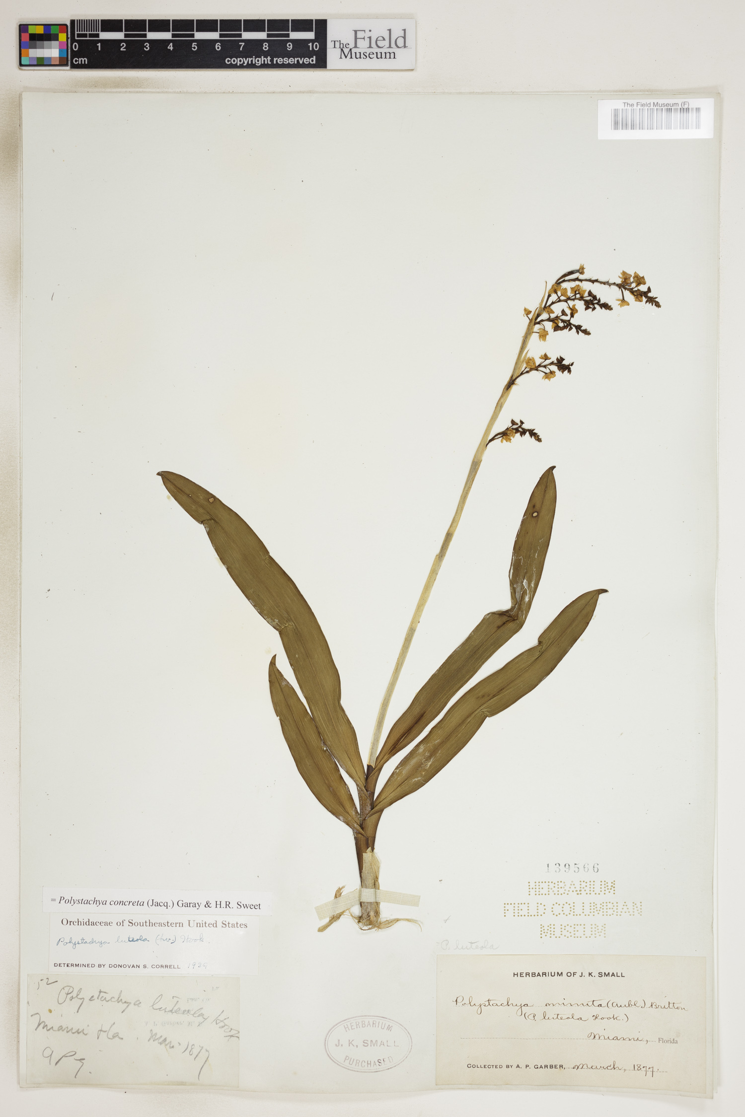 Polystachya concreta image