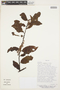 Prunus stipulata image