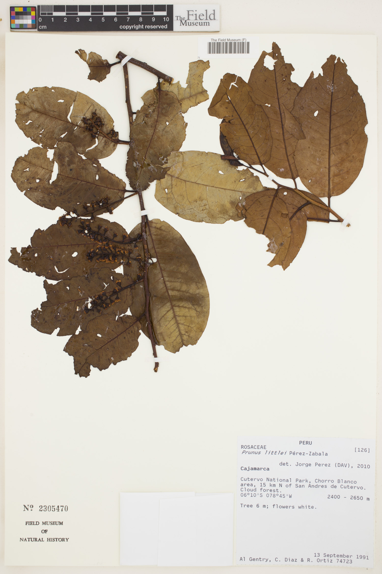 Prunus littlei image