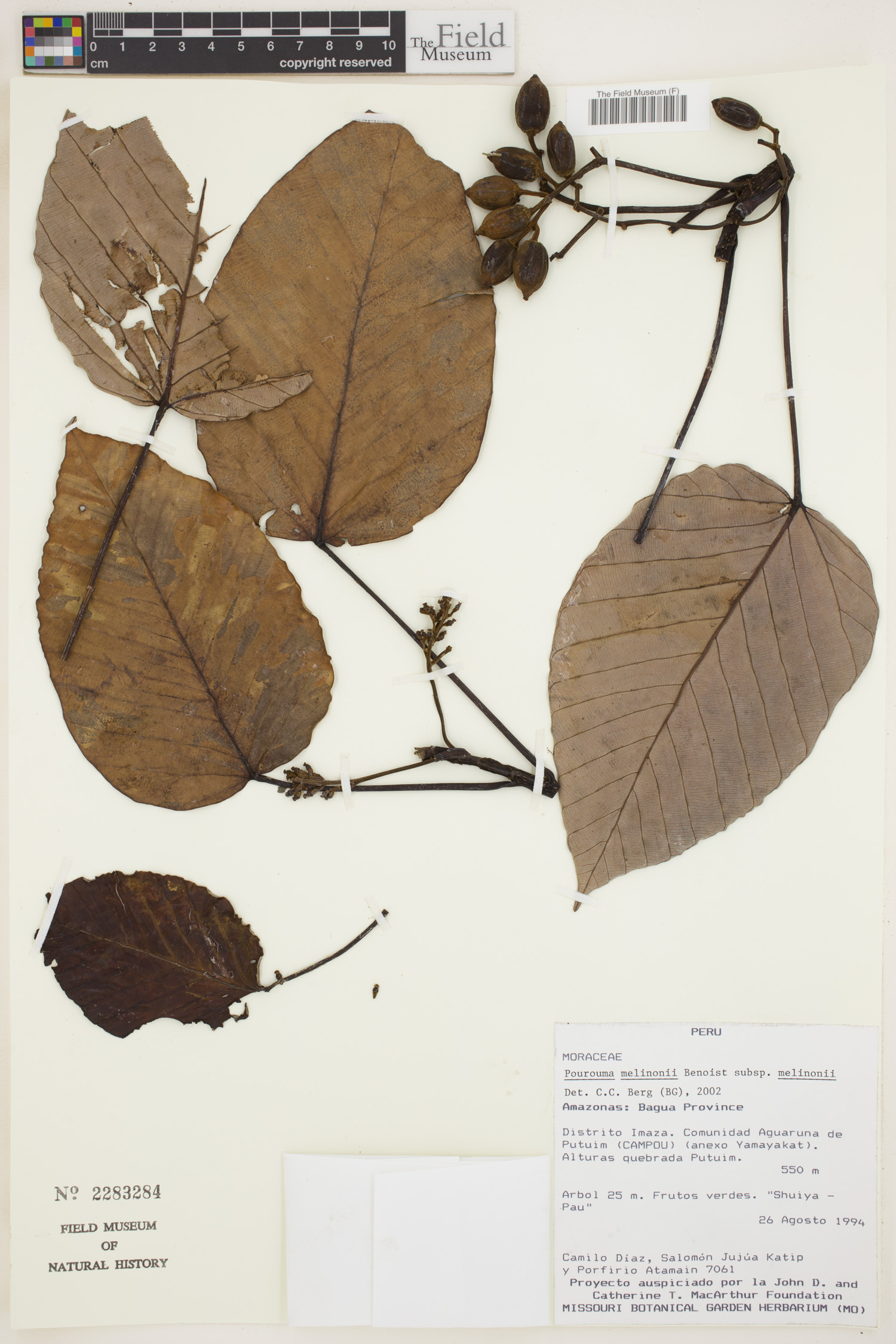 Pourouma melinonii image