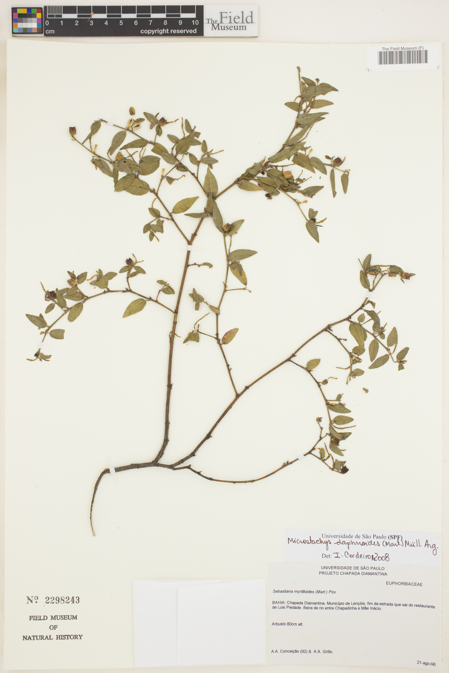 Microstachys daphnoides image