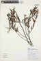 Phyllanthus klotzschianus image
