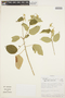 Croton hondensis image