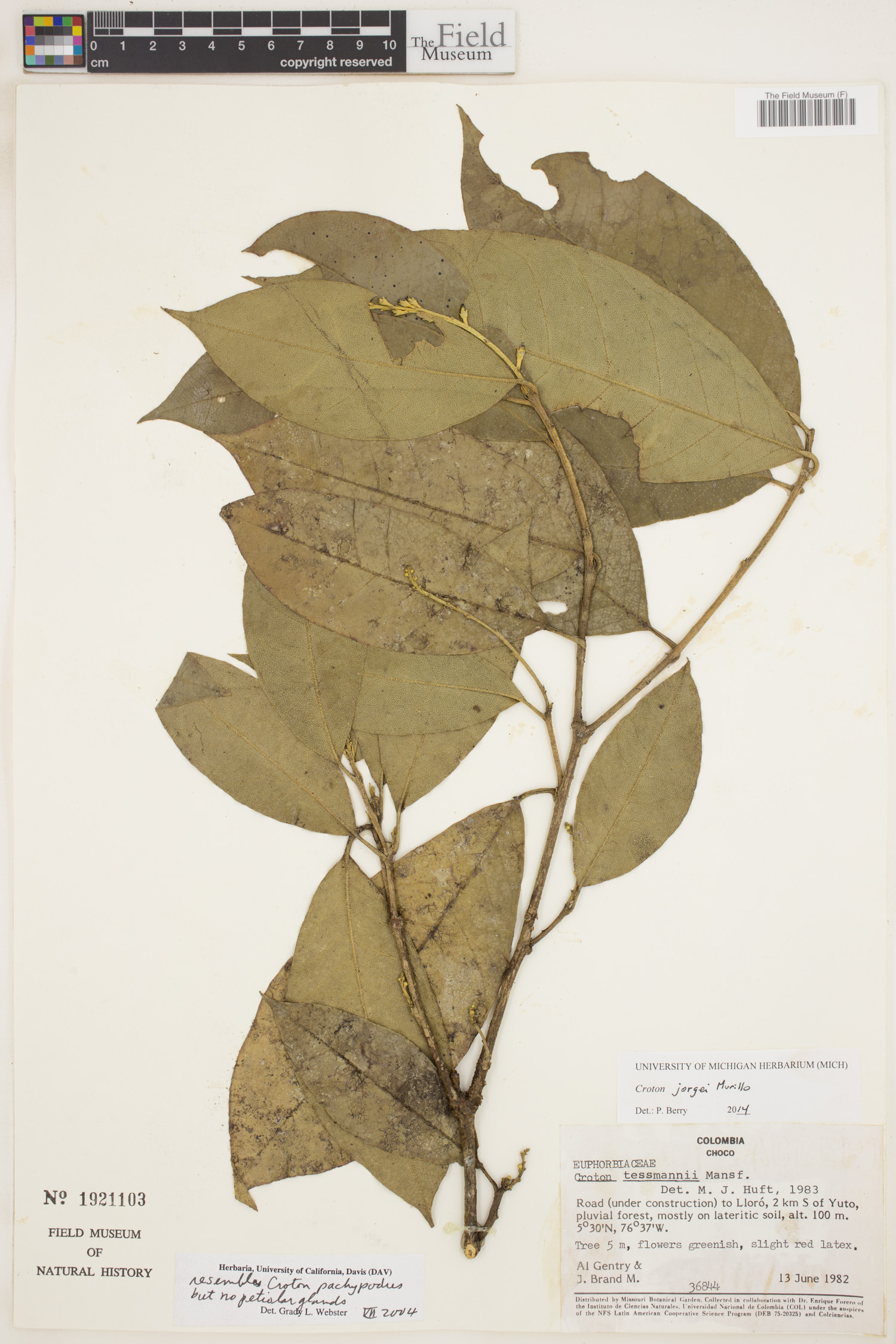 Croton jorgei image