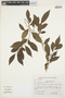 Casearia pauciflora image