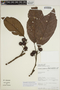 Sloanea pubescens image