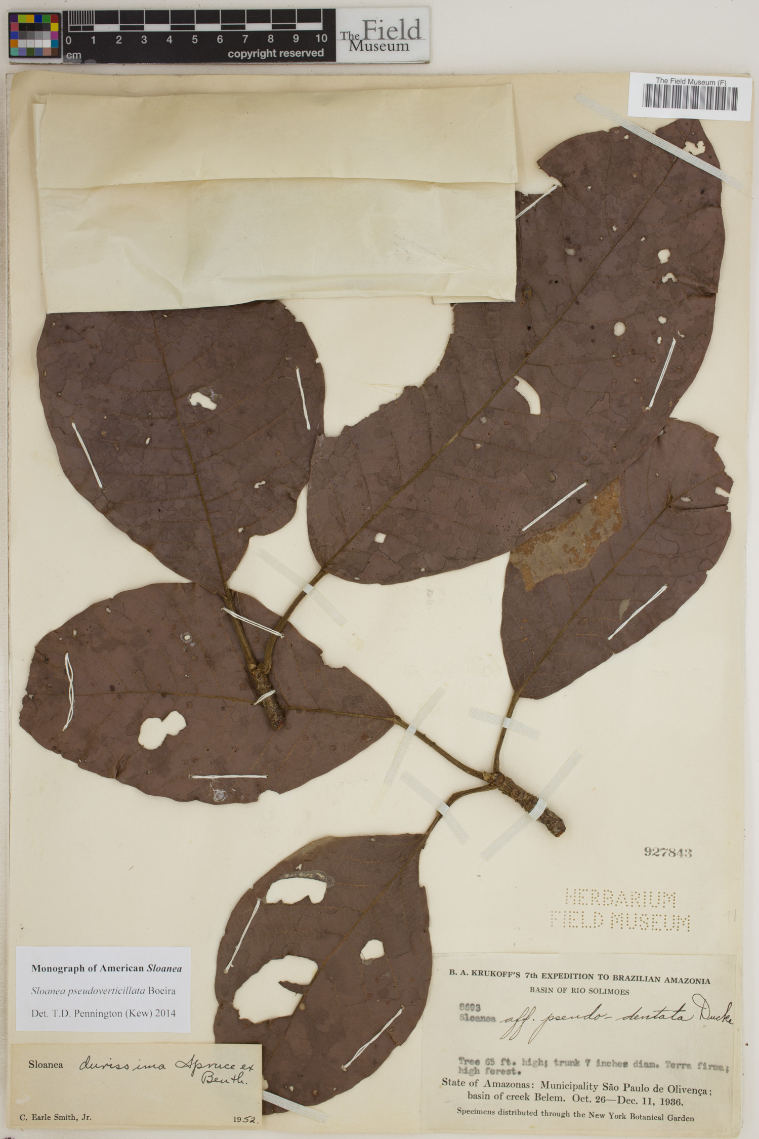 Sloanea pseudoverticillata image