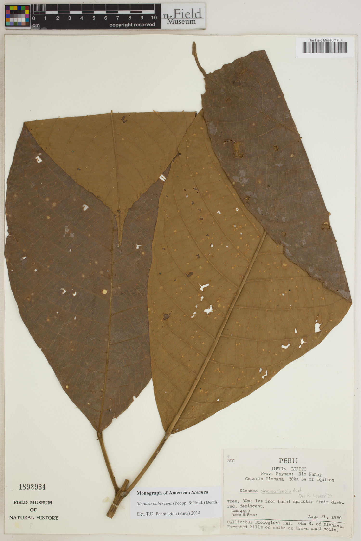 Sloanea pubescens image