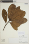 Sloanea parvifructa image