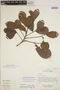 Sloanea obtusifolia image