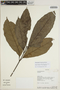 Sloanea guianensis image