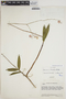 Epidendrum saxatile image