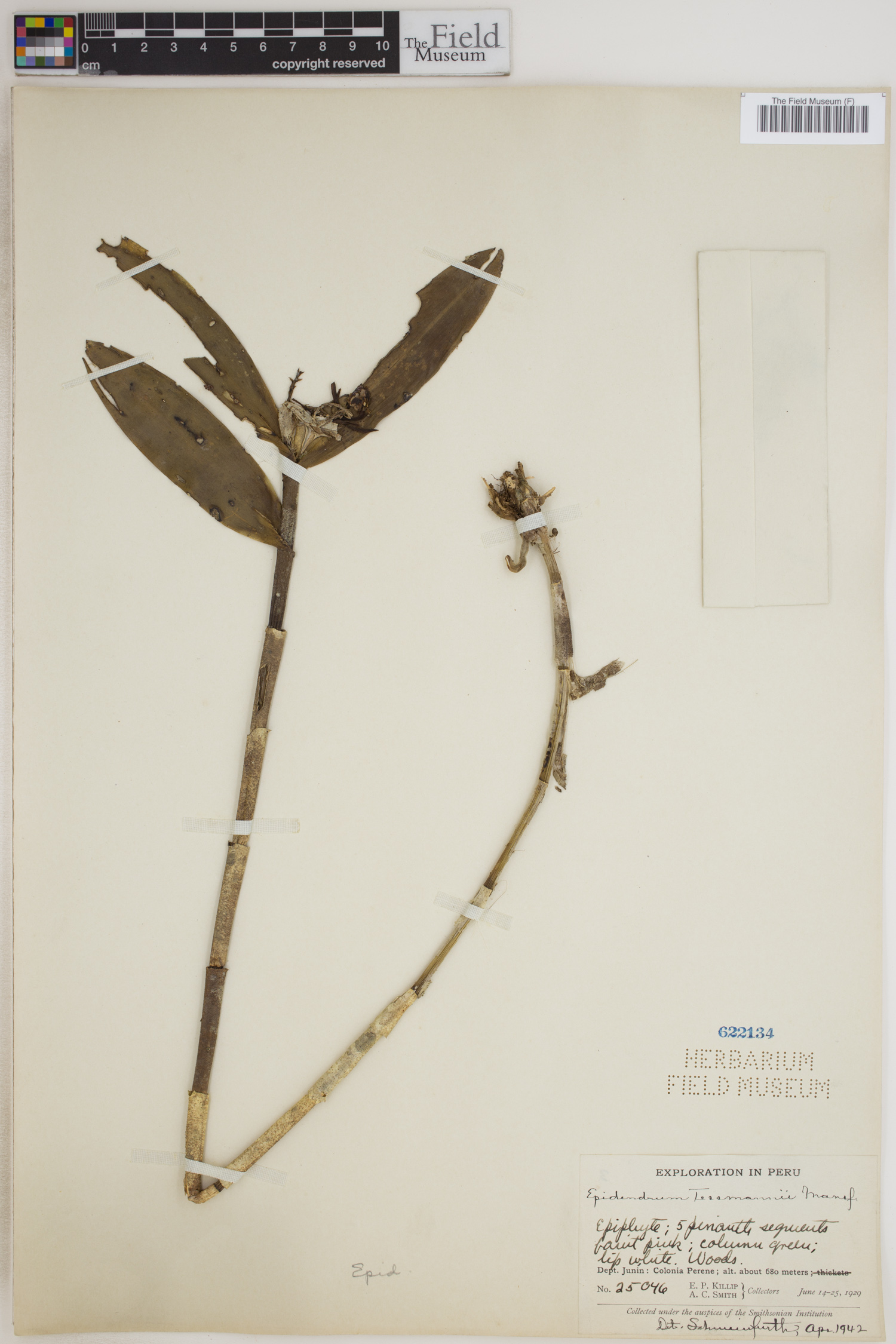 Epidendrum tessmannii image