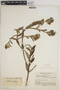 Epidendrum torquatum image