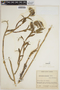 Epidendrum torquatum image