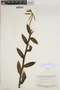 Epidendrum tumuc-humaciense image