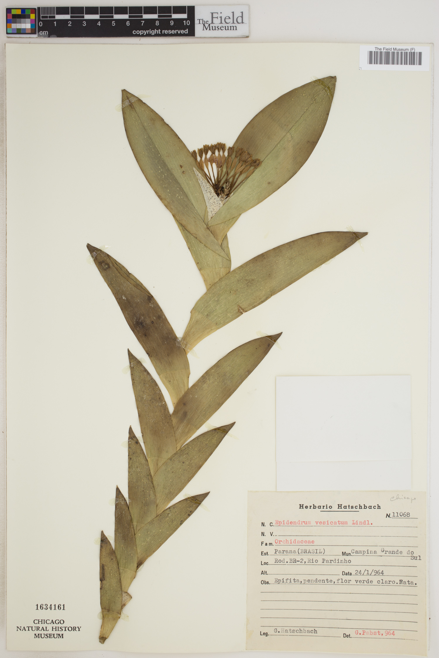 Epidendrum vesicatum image