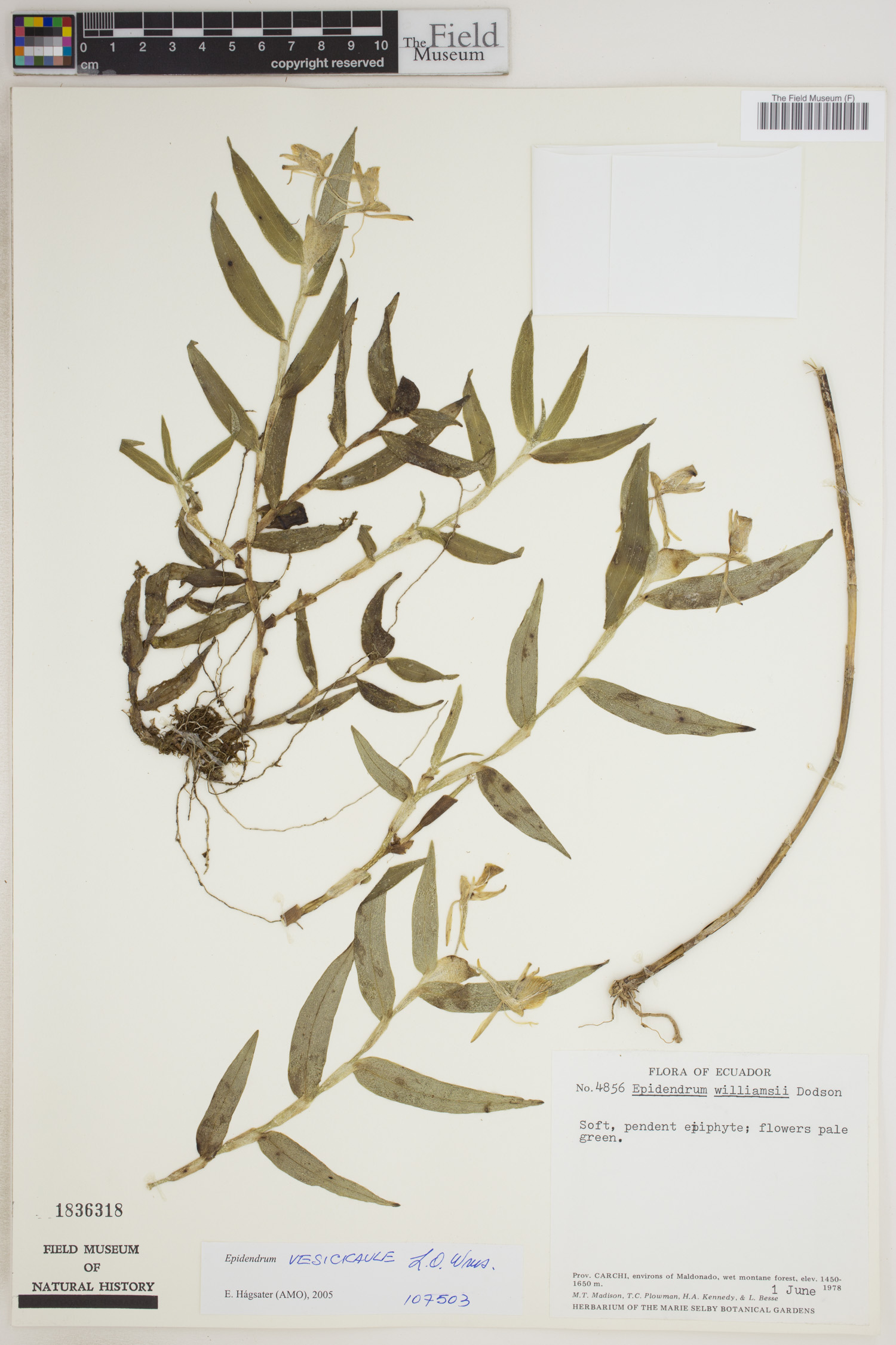Epidendrum vesicicaule image