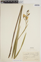 Eriopsis sceptrum image