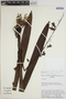 Eriopsis sceptrum image