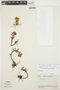Fernandezia maculata image