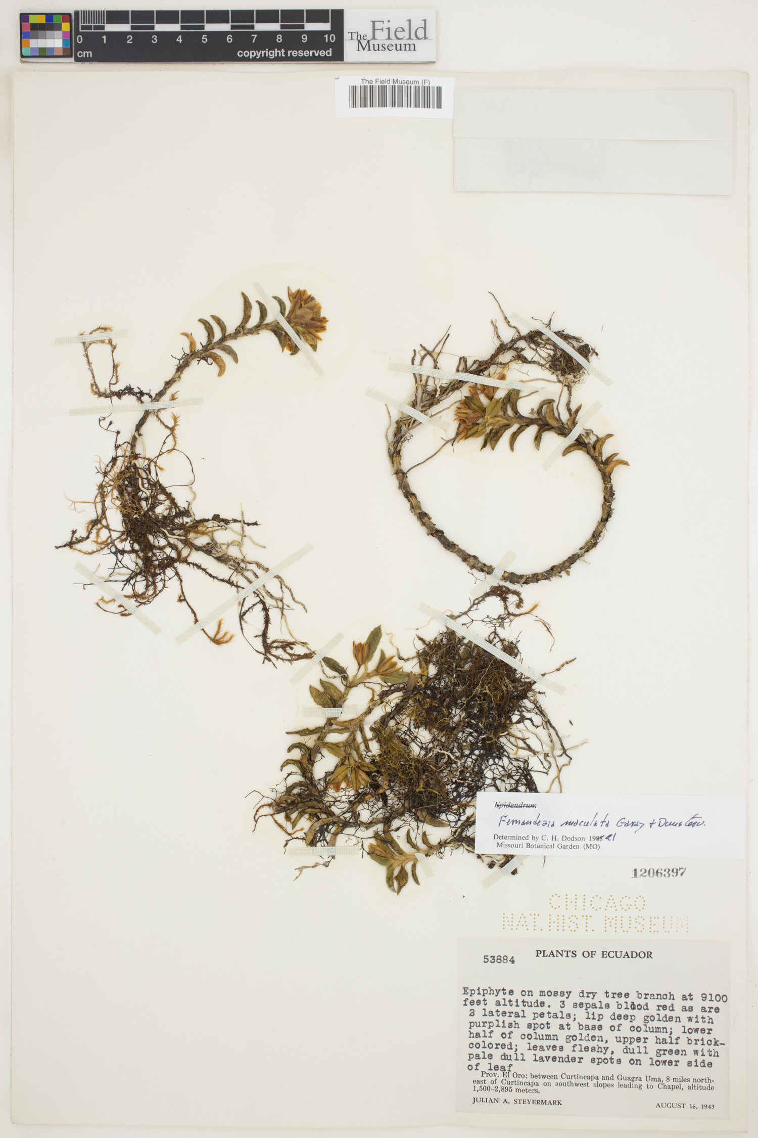 Fernandezia maculata