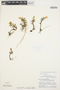 Fernandezia nigro-signata image