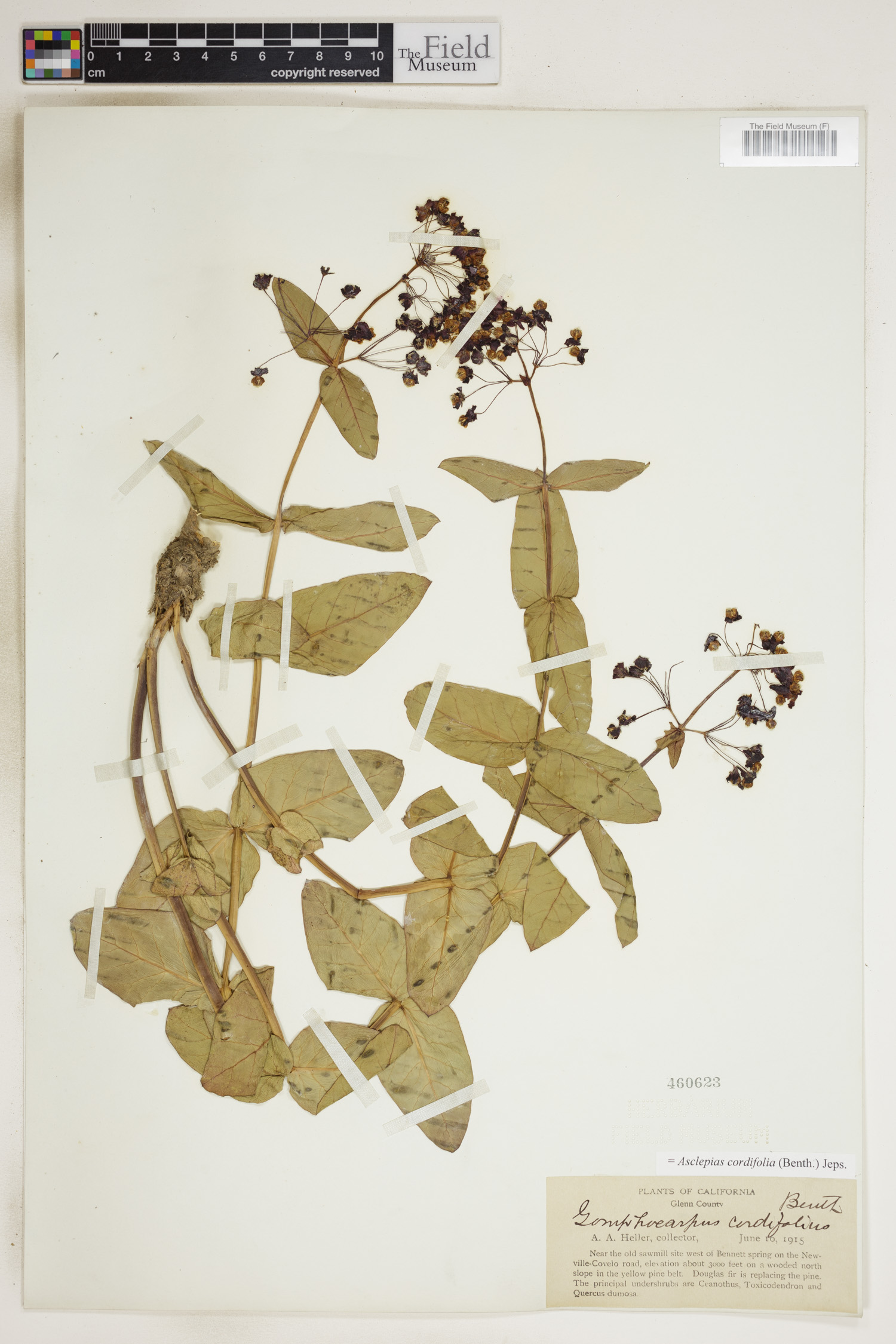 Asclepias cordifolia image