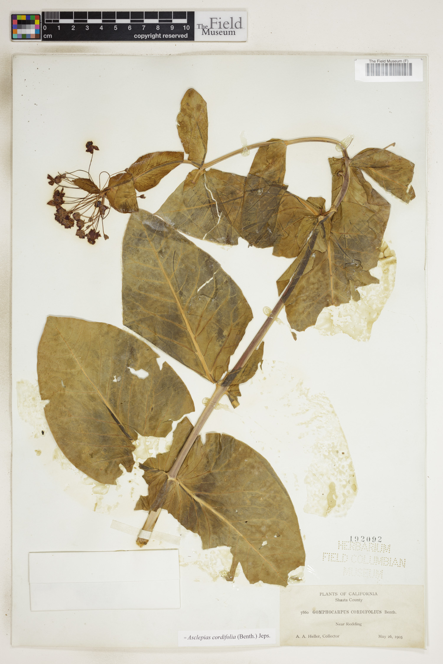 Asclepias cordifolia image