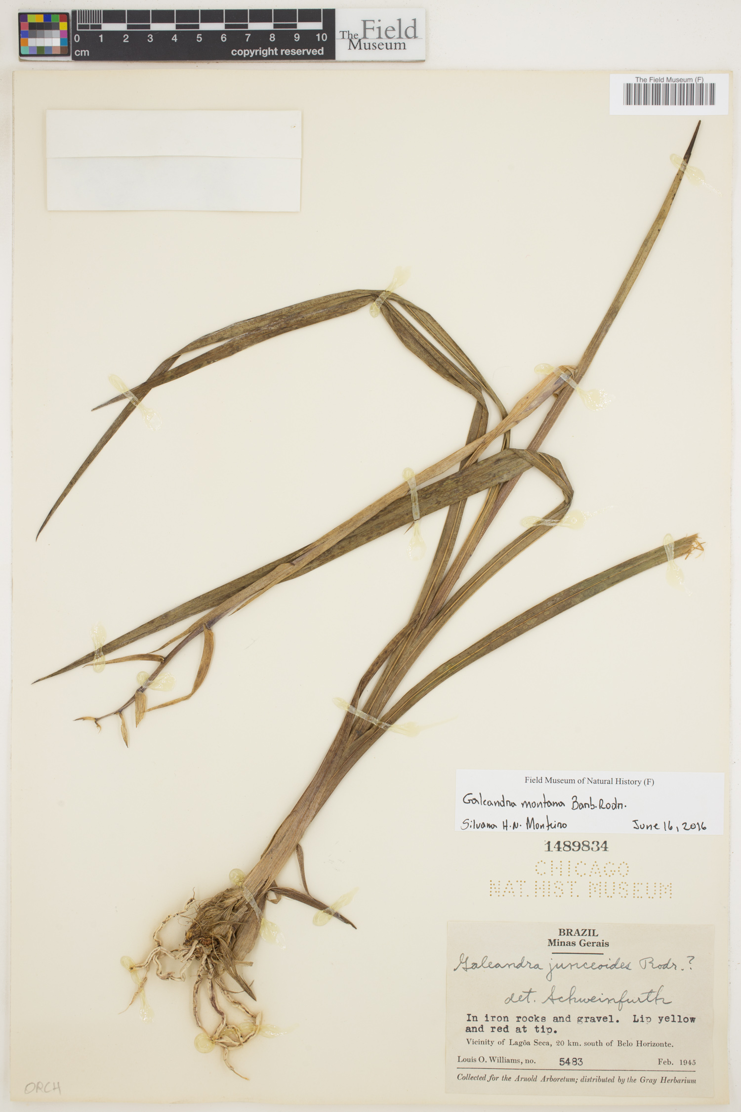 Galeandra montana image