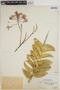 Epidendrum catillus image
