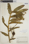 Epidendrum macrocarpum image