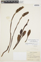 Gomphichis plantaginifolia image