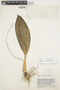 Gongora maculata image