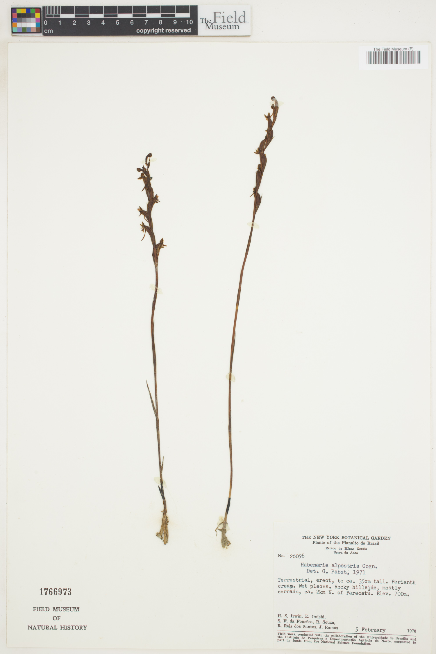 Habenaria alpestris image