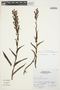 Habenaria monorrhiza image