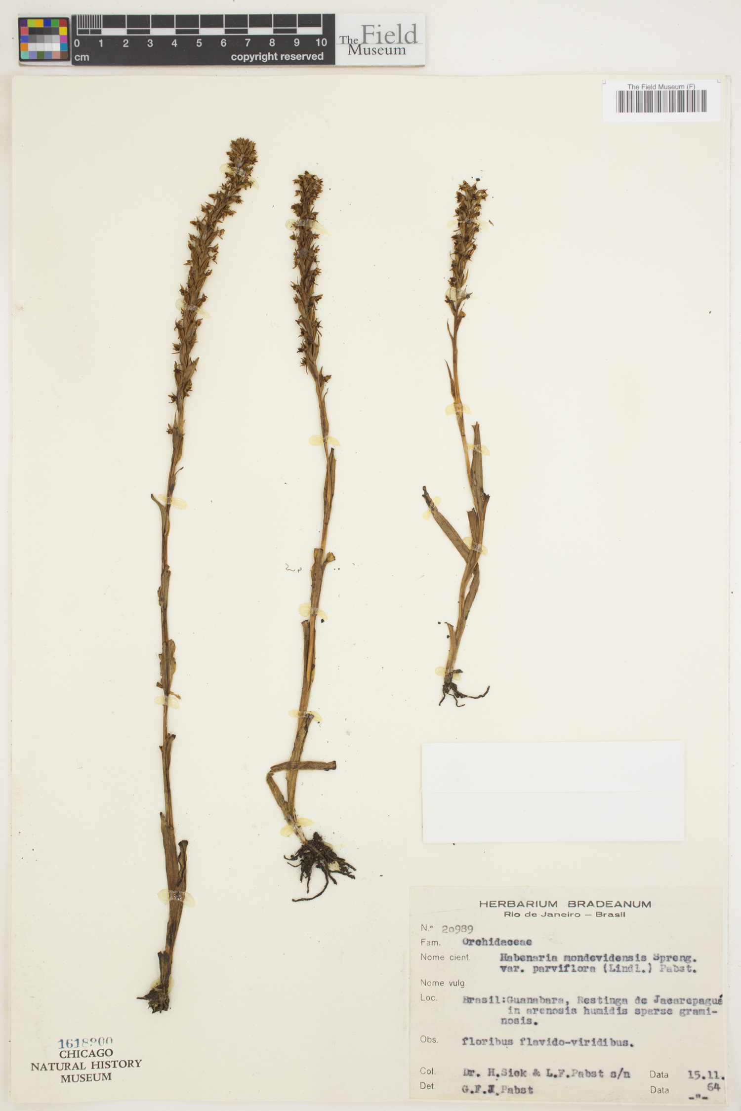 Habenaria montevidensis image