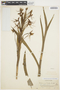 Habenaria macronectar image