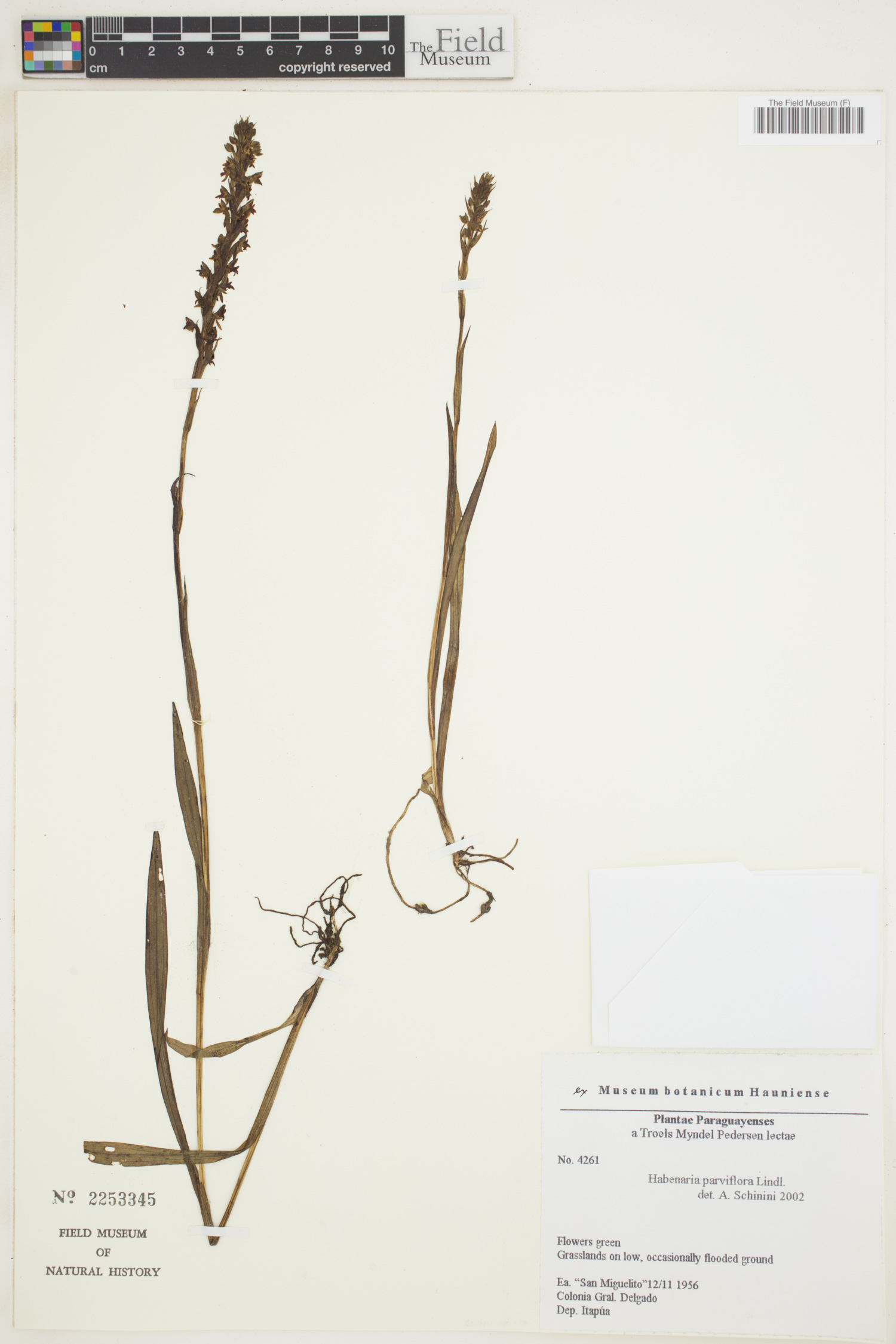 Habenaria parviflora image