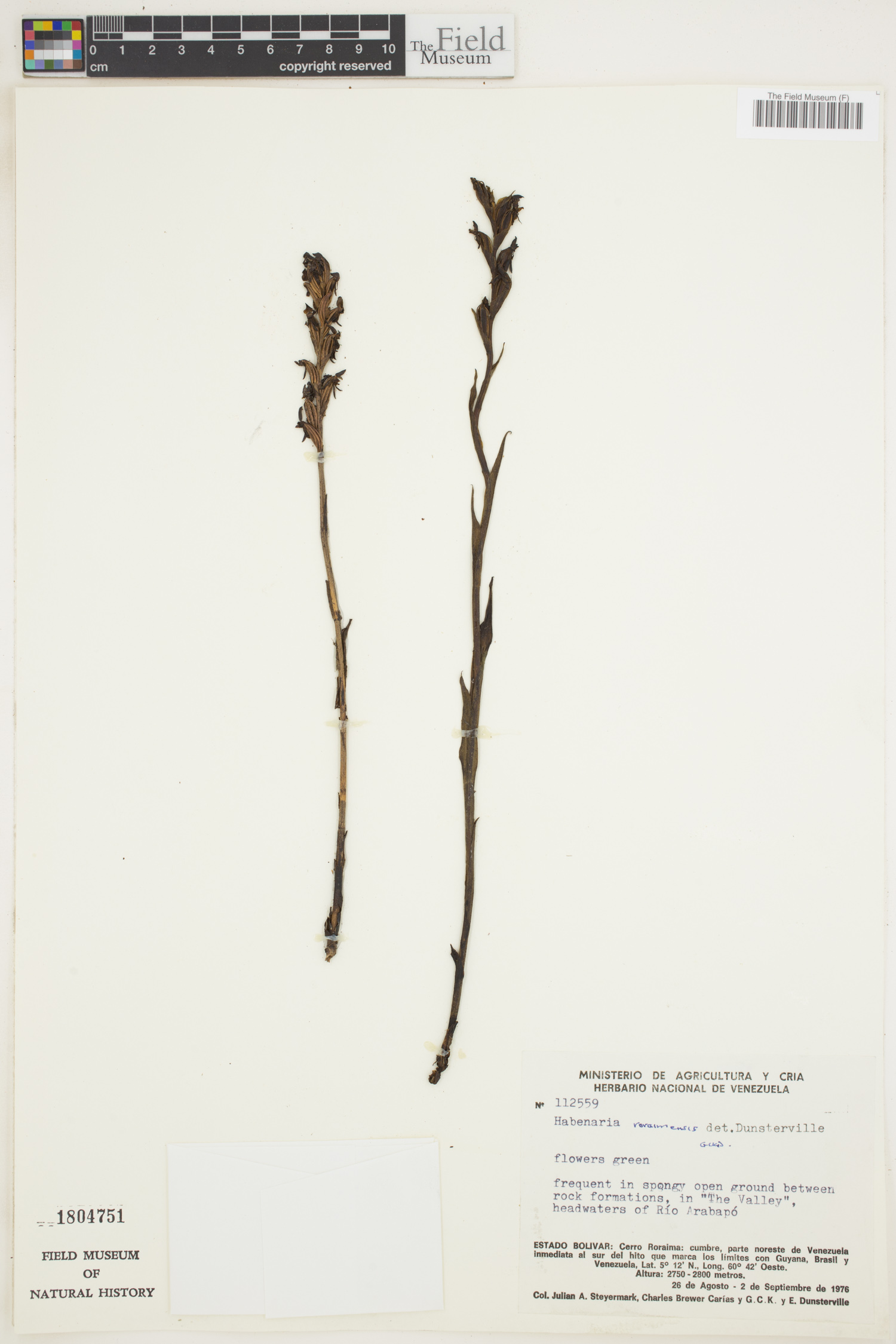 Habenaria roraimensis image