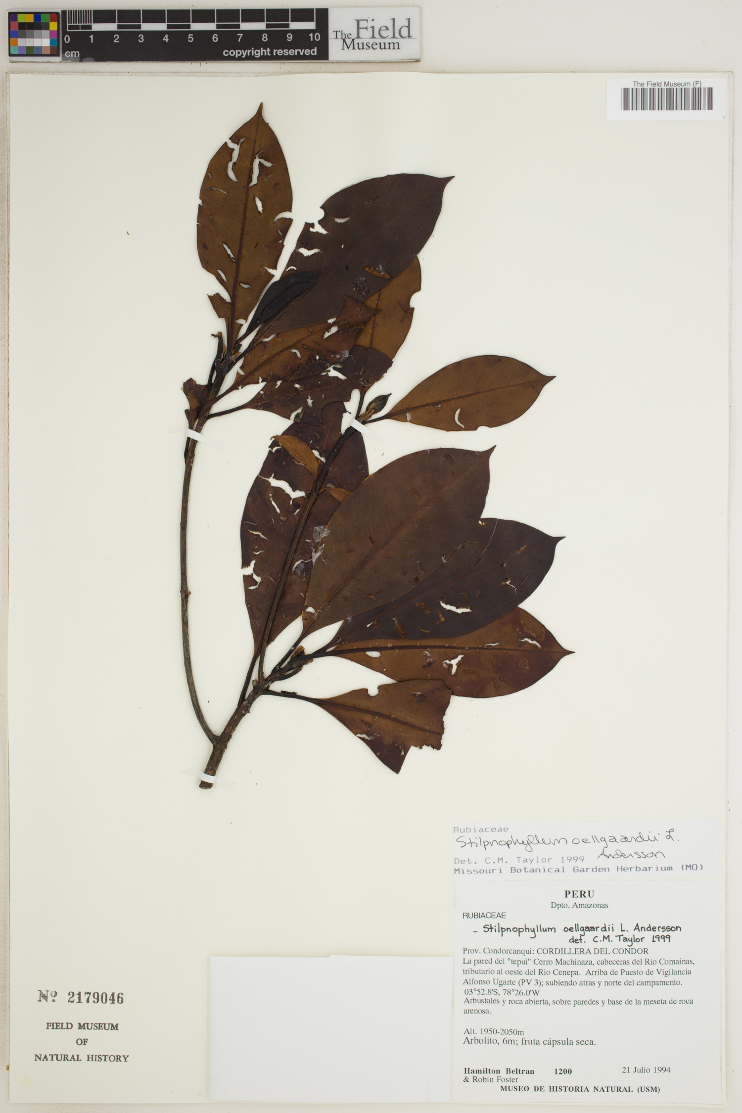 Stilpnophyllum oellgaardii image