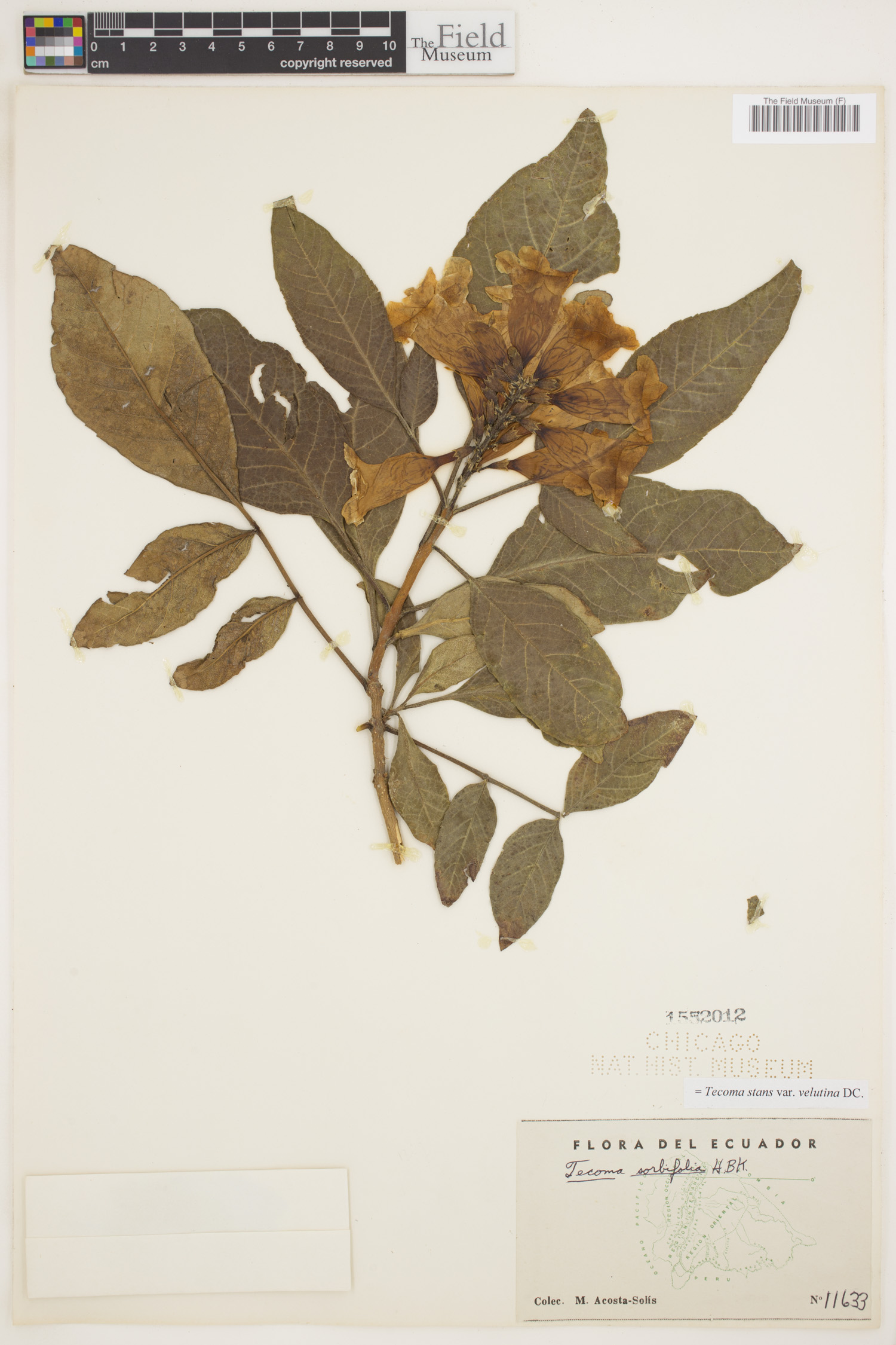 Tecoma stans var. velutina image