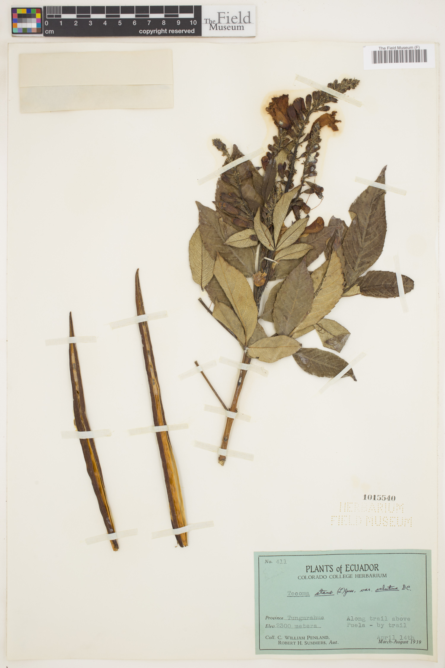 Tecoma stans var. velutina image